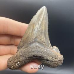 Angustidens Shark Tooth 3.5 Megalodon Ancestor Authentic All Natural Fossil