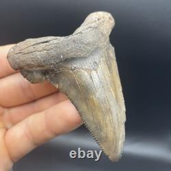 Angustidens Shark Tooth 3.5 Megalodon Ancestor Authentic All Natural Fossil