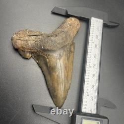 Angustidens Shark Tooth 3.5 Megalodon Ancestor Authentic All Natural Fossil