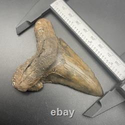Angustidens Shark Tooth 3.5 Megalodon Ancestor Authentic All Natural Fossil