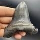 Angustidens Shark Tooth 3.7 Megalodon Ancestor All Natural Shark Tooth Fossil