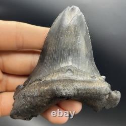 Angustidens Shark Tooth 3.7 Megalodon Ancestor All Natural Shark Tooth Fossil