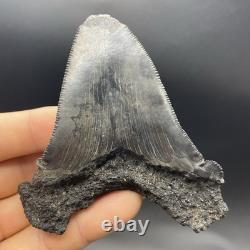 Angustidens Shark Tooth 3.7 Megalodon Ancestor All Natural Shark Tooth Fossil