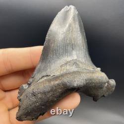 Angustidens Shark Tooth 3.7 Megalodon Ancestor All Natural Shark Tooth Fossil
