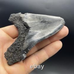 Angustidens Shark Tooth 3.7 Megalodon Ancestor All Natural Shark Tooth Fossil