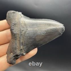 Angustidens Shark Tooth 3.7 Megalodon Ancestor All Natural Shark Tooth Fossil