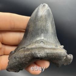 Angustidens Shark Tooth 3.7 Megalodon Ancestor All Natural Shark Tooth Fossil