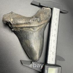 Angustidens Shark Tooth 3.7 Megalodon Ancestor All Natural Shark Tooth Fossil