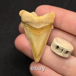 Angustidens Shark Tooth Fossil in Matirx- Megalodon Ancestor