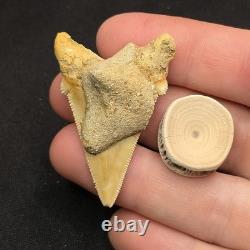 Angustidens Shark Tooth Fossil in Matirx- Megalodon Ancestor