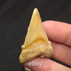 Angustidens Shark Tooth Fossil in Matirx- Megalodon Ancestor