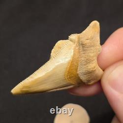 Angustidens Shark Tooth Fossil in Matirx- Megalodon Ancestor