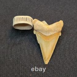 Angustidens Shark Tooth Fossil in Matirx- Megalodon Ancestor