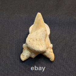 Angustidens Shark Tooth Fossil in Matirx- Megalodon Ancestor
