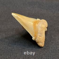 Angustidens Shark Tooth Fossil in Matirx- Megalodon Ancestor