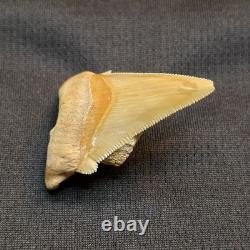 Angustidens Shark Tooth Fossil in Matirx- Megalodon Ancestor