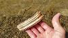Arrowhead Fossil Hunting Xstream Treasure
