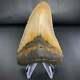 Atlantic Megalodon Shark Tooth 4 5/8 Real Fossil