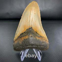 Atlantic Megalodon Shark Tooth 4 5/8 Real Fossil