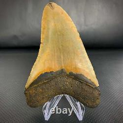Atlantic Megalodon Shark Tooth 4 5/8 Real Fossil