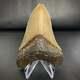 Atlantic Megalodon Shark Tooth 4 7/16 Real Fossil
