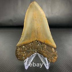 Atlantic Megalodon Shark Tooth 4 7/16 Real Fossil