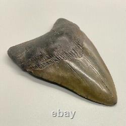 Attractive, solid, complete 4.15 Fossil MEGALODON Shark Tooth