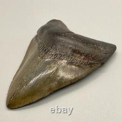 Attractive, solid, complete 4.15 Fossil MEGALODON Shark Tooth