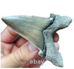 Auriculatus Shark Tooth Angustidens Ancestor Megalodon Lineage 3.3 N. Carolina