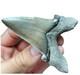 Auriculatus Shark Tooth Angustidens Ancestor Megalodon Lineage 3.3 N. Carolina