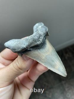 Auriculatus Shark Tooth Angustidens Ancestor Megalodon Lineage 3.3 N. Carolina