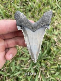 Auriculatus Shark Tooth Angustidens Ancestor Megalodon Lineage 3.3 N. Carolina