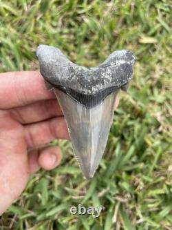 Auriculatus Shark Tooth Angustidens Ancestor Megalodon Lineage 3.3 N. Carolina