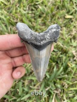 Auriculatus Shark Tooth Angustidens Ancestor Megalodon Lineage 3.3 N. Carolina