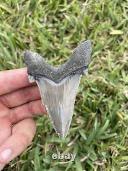 Auriculatus Shark Tooth Angustidens Ancestor Megalodon Lineage 3.3 N. Carolina