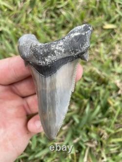 Auriculatus Shark Tooth Angustidens Ancestor Megalodon Lineage 3.3 N. Carolina