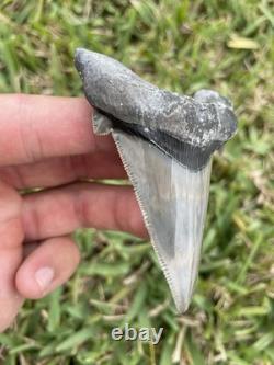 Auriculatus Shark Tooth Angustidens Ancestor Megalodon Lineage 3.3 N. Carolina