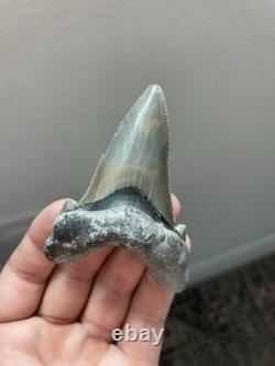 Auriculatus Shark Tooth Angustidens Ancestor Megalodon Lineage 3.3 N. Carolina