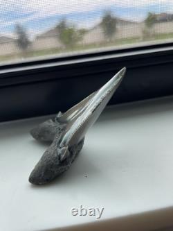Auriculatus Shark Tooth Angustidens Ancestor Megalodon Lineage 3.3 N. Carolina