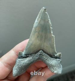 Auriculatus Shark Tooth Angustidens Ancestor Megalodon Lineage 3.3 N. Carolina