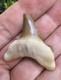 Auriculatus Shark Tooth Fossil Kazakhstan Megalodon Ancestor