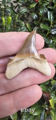 Auriculatus Shark Tooth Fossil Kazakhstan Megalodon Ancestor