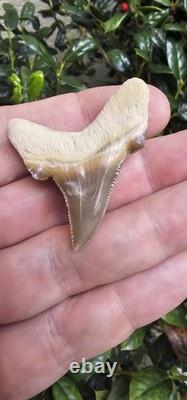 Auriculatus Shark Tooth Fossil Kazakhstan Megalodon Ancestor