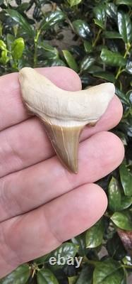 Auriculatus Shark Tooth Fossil Kazakhstan Megalodon Ancestor
