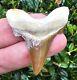 Auriculatus Shark Tooth Fossil Not Megalodon