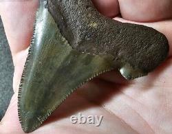 Auriculatus Shark Tooth Fossil Suwannee River Megalodon Ancestor