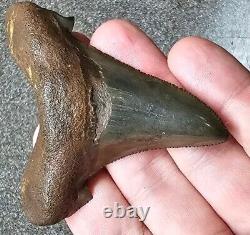 Auriculatus Shark Tooth Fossil Suwannee River Megalodon Ancestor
