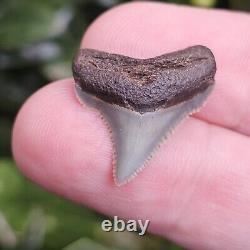 Aurora North Carolina Chubutensis Shark Tooth Fossil Lee Creek Not Megalodon
