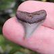 Aurora North Carolina Chubutensis Shark Tooth Fossil Lee Creek Not Megalodon