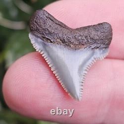 Aurora North Carolina Chubutensis Shark Tooth Fossil Lee Creek Not Megalodon